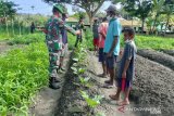 Satgas TNI Yonif 512 ajak warga di perbatasan kelola lahan pertanian