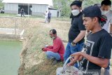 Wakil Ketua DPRD Kalimantan Selatan M Syaripuddin (dua kanan) meninjau salah satu kelompok budidaya ikan lele yang dikelola anak muda Banua di Kelurahan Cempaka, Banjarbaru, Kalimantan Selatan, Senin (28/6/2021). Wakil Ketua DPRD Kalimantan Selatan M Syaripuddin dalam kunjungannya mengatakan akan mendukung anak muda berinovasi dan interprenensif dibidang perikanan dan siap menyampaikan pesan anak muda untuk pemerintah. Foto Antaranews Kalsel/HO-Rizal/Bay.