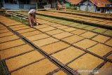 Petani menjemur tembakau di Kampung Malaka, Desa Banyuresmi, Tanjungsari, Kabupaten Sumedang, Jawa Barat, Senin (28/6/2021). Petani menyatakan harga tembakau di Kabupaten Sumedang mengalami penurunan sekitar 50 persen atau Rp50 ribu per kilogram dibandingkan dengan tahun lalu yang mencapai Rp100 ribu per kilogram. ANTARA FOTO/Raisan Al Farisi/agr