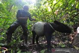 Pelepasliaran satwa di Taman Nasional Kerinci Seblat