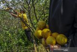 Petani memetik jeruk lemon di Dusun Cimaja, Desa Payung Agung, Kabupaten Ciamis, Jawa Barat, Selasa (29/6/2021). Panen raya jeruk lemon serentak di sejumlah daerah berdampak pada penurunan harga jual jeruk lemon menjadi Rp8.000 per kilogram dari sebelumnya Rp15.000 per kilogram. ANTARA FOTO/Adeng Bustomi/agr