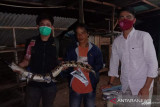 Anak buaya muara ini diduga tersesat di Lubukbasung, akhirnya ditangkap seorang pemancing