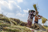 Buruh tani merontokkan padi hasil panen menggunakan alat tradisional di areal persawahan Tegalwaru, Karawang, Jawa Barat, Jumat (2/7/2021). Badan Pusat Statistik (BPS) mencatat upah nominal harian buruh tani nasional pada Mei 2021 naik sebesar 0,14 persen menjadi Rp56.710 per hari dibanding upah buruh tani pada April 2021 sebesar Rp56.629. ANTARA FOTO/M Ibnu Chazar/agr