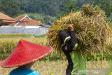 Buruh tani membawa padi hasil panen di areal persawahan Tegalwaru, Karawang, Jawa Barat, Jumat (2/7/2021). Badan Pusat Statistik (BPS) mencatat upah nominal harian buruh tani nasional pada Mei 2021 naik sebesar 0,14 persen menjadi Rp56.710 per hari dibanding upah buruh tani pada April 2021 sebesar Rp56.629. ANTARA FOTO/M Ibnu Chazar/agr