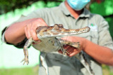 Petugas Balai Konservasi Sumber Daya Alam (BKSDA) Jambi bersiap memasukkan seekor buaya senyulong (Tomistoma schlegelii) ke dalam kandang sementara, Tempat Penyelamatan Satwa (TPS) BKSDA Jambi, Jambi, Jumat (2/7/2021). BKSDA Jambi menerima hasil tangkapan kasus kepemilikan satwa dilindungi oleh Polresta Jambi di Kenali Asam Bawah, Kota Jambi berupa seekor buaya muara, seekor buaya senyulong, dua ekor kura-kura dan seekor kukang. ANTARA FOTO/Wahdi Septiawan/wsj.