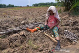 Upah Nominal Harian Buruh Tani Naik