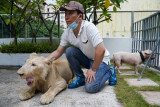 Singa TikTok Kamboja diserahkan ke pemiliknya