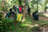 426 hektare hutan Cagar Alam Maninjau dirambah untuk perkebunan