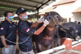 Dinas Pertanian Kudus tingkatkan pemantauan hewan ternak jelang kurban