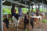 TRANSAKSI TERNAK KAMBING DI PASAR HEWAN SEPI PEMBELI. Sejumlah pedagang melakukan transaksi jual beli  ternak kambing di Pasar Hewan Cot Irie, Kecamatan Krueng Baruna Jaya, Kabupaten Aceh Besar, Aceh, Sabtu (10/7/2021). Pedagang menyatakan transaksi penjualan ternak kambing dan termasuk  sapi untuk kebutuhan kurban Idul Adha di tengah pandemi COVID-19 sepi pembeli, sementara harga penjualan ternak kambing masih bertahan sama seprti tahun sebelumnya antara Rp2 juta hingga 4 juta per ekor menurut ukuran dan jenisnya. ANTARA FOTO/Ampelsa.