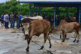 TRANSAKSI TERNAK SAPI DI PASAR HEWAN SEPI PEMBELI. Sejumlah pedagang melakukan transaksi jual beli  ternak sapi di Pasar Hewan Cot Irie, Kecamatan Krueng Baruna Jaya, Kabupaten Aceh Besar, Aceh, Sabtu (10/7/2021). Pedagang menyatakan transaksi penjualan ternak sapi dan termasuk  kambing untuk kebutuhan kurban Idul Adha di tengah pandemi COVID-19 sepi pembeli, sementara harga penjualan ternak sapi masih bertahan sama seperti tahun sebelumnya antara Rp 12 juta hingga 33 juta per ekor menurut ukuran dan jenisnya. ANTARA FOTO/Ampelsa.