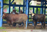 TRANSAKSI TERNAK SAPI DI PASAR HEWAN SEPI PEMBELI. Sejumlah pedagang melakukan transaksi jual beli  ternak sapi di Pasar Hewan Cot Irie, Kecamatan Krueng Baruna Jaya, Kabupaten Aceh Besar, Aceh, Sabtu (10/7/2021). Pedagang menyatakan transaksi penjualan ternak sapi dan termasuk  kambing untuk kebutuhan kurban Idul Adha di tengah pandemi COVID-19 sepi pembeli, sementara harga penjualan ternak sapi masih bertahan sama seperti tahun sebelumnya antara Rp 12 juta hingga 33 juta per ekor menurut ukuran dan jenisnya. ANTARA FOTO/Ampelsa.