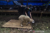 Pedagang memeriksa kondisi domba yang dijual untuk kurban di salah satu Depot Kurban di Bandung, Jawa Barat, Minggu (11/07/2021). Penjualan hewan kurban yang dijual secara daring dan luring dengan kisaran harga dua juta rupiah hingga puluhan juta tersebut mulai mengalami peningkatan jelang pelaksanaan hari raya Idul Adha 1442 Hijriah pada 20 juli mendatang. ANTARA FOTO/Novrian Arbi/agr