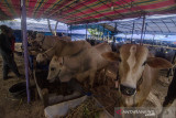 Pedagang memberi makan sapi yang dijual untuk kurban di salah satu Depot Kurban di Bandung, Jawa Barat, Minggu (11/07/2021). Penjualan hewan kurban yang dijual secara daring dan luring dengan kisaran harga dua juta rupiah hingga puluhan juta tersebut mulai mengalami peningkatan jelang pelaksanaan hari raya Idul Adha 1442 Hijriah pada 20 juli mendatang. ANTARA FOTO/Novrian Arbi/agr