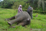 Nekropsi Gajah Sumatera Mati Tanpa Kepala. Tim BKSDA bersama mitra menekropsi gajah sumatra yang ditemukan mati tanpa kepala di di Desa Jambo Reuhat, Kecamatan Banda Alam, Kabupaten Aceh Timur, Senin (12/7/2021). Gajah jantan itu diduga dibunuh dan kepala dipotong untuk mengambil gadingnya. ANTARA/Hayaturrahmah