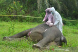 Nekropsi Gajah Sumatera Mati Tanpa Kepala. Tim BKSDA bersama mitra menekropsi gajah sumatra yang ditemukan mati tanpa kepala di di Desa Jambo Reuhat, Kecamatan Banda Alam, Kabupaten Aceh Timur, Senin (12/7/2021). Gajah jantan itu diduga dibunuh dan kepala dipotong untuk mengambil gadingnya. ANTARA/Hayaturrahmah