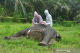 Nekropsi Gajah Sumatera Mati Tanpa Kepala. Tim BKSDA bersama mitra menekropsi gajah sumatra yang ditemukan mati tanpa kepala di di Desa Jambo Reuhat, Kecamatan Banda Alam, Kabupaten Aceh Timur, Senin (12/7/2021). Gajah jantan itu diduga dibunuh dan kepala dipotong untuk mengambil gadingnya. ANTARA/Hayaturrahmah