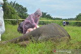 Nekropsi Gajah Sumatera Mati Tanpa Kepala. Tim BKSDA bersama mitra menekropsi gajah sumatra yang ditemukan mati tanpa kepala di di Desa Jambo Reuhat, Kecamatan Banda Alam, Kabupaten Aceh Timur, Senin (12/7/2021). Gajah jantan itu diduga dibunuh dan kepala dipotong untuk mengambil gadingnya. ANTARA/Hayaturrahmah