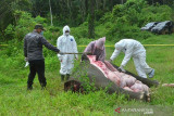 Nekropsi Gajah Sumatera Mati Tanpa Kepala. Tim BKSDA bersama mitra menekropsi gajah sumatra yang ditemukan mati tanpa kepala di di Desa Jambo Reuhat, Kecamatan Banda Alam, Kabupaten Aceh Timur, Senin (12/7/2021). Gajah jantan itu diduga dibunuh dan kepala dipotong untuk mengambil gadingnya. ANTARA/Hayaturrahmah