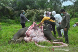 Nekropsi Gajah Sumatera Mati Tanpa Kepala. Tim BKSDA bersama mitra menekropsi gajah sumatra yang ditemukan mati tanpa kepala di di Desa Jambo Reuhat, Kecamatan Banda Alam, Kabupaten Aceh Timur, Senin (12/7/2021). Gajah jantan itu diduga dibunuh dan kepala dipotong untuk mengambil gadingnya. ANTARA/Hayaturrahmah