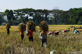 Pekerja memanen padi di Nambangan Lor Kota Madiun, Jawa Timur, Selasa (13/7/2021). Petani di wilayah tersebut saat ini memasuki musim panen raya padi yang hasilnya dijual dengan harga antara Rp3.800 hingga Rp4.000 per kilogram tergantung kualitas dalam kondisi gabah kering sawah. Antara Jatim/Siswowidodo/zk