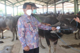 Pemeriksaan hewan kurban gratis di Kudus