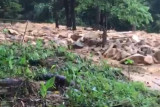 Penjaga kebun durian selamat dalam longsor di Kayong Utara