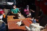 Peternak mengobral ayam potong hidup dengan harga Rp13.000 per kilogram di kawasan pasar Dungus Kabupaten Madiun, Jawa Timur, Kamis (15/7/2021). Menurut peternak, ayam potong yang pada saat kondisi normal laku dijual Rp18.000 per kilogram tersebut terpaksa diobral karena menurunnya permintaan akibat minimnya acara hajatan menyusul pelaksanaan Pemberlakuan Pembatasan Kegiatan Masyarakat (PPKM) Darurat. Antara Jatim/Siswowidodo/zk