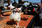 Peternak mengobral ayam potong hidup dengan harga Rp13.000 per kilogram di kawasan pasar Dungus Kabupaten Madiun, Jawa Timur, Kamis (15/7/2021). Menurut peternak, ayam potong yang pada saat kondisi normal laku dijual Rp18.000 per kilogram tersebut terpaksa diobral karena menurunnya permintaan akibat minimnya acara hajatan menyusul pelaksanaan Pemberlakuan Pembatasan Kegiatan Masyarakat (PPKM) Darurat. Antara Jatim/Siswowidodo/zk