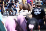 Petugas penyembelihan hewan kurban di Tanjungpinang wajib jalani tes antigen