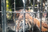 Harimau Sumatera yang berkeliaran di kebun sawit Pasaman Barat masuk perangkap BKSDA