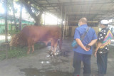 Presiden sumbang sapi Limosin untuk kurban di Banjarmasin