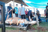 PLN sembelih 57 ekor hewan kurban di wilayah Sulselrabar