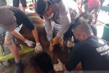 Jumlah hewan yang dikurbankan di Batam menurun