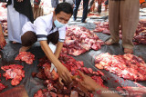 Pemeriksaan Kelayakan Daging Kurban. Tim dokter hewan kurban memeriksa hati dan daging kurban Idul Adha sebelum dibagikan kepada masyarakat di Gampong Ilie, Kecamatan Ulee Kareng, Banda Aceh, Selasa (20/7/2021). Dinas Pangan, Pertanian dan Kelautan Kota Banda Aceh bersama Fakultas Kedokteran Hewan mengerahkan tim untuk memeriksa daging hewan kurban yang layak untuk dikonsumsi warga. ANTARA/Irwansyah Putra