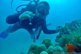 Yuk... menyelam, wisata bawah laut Pasaman Barat begitu indah (Video)