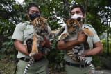 Perawat satwa menggendong dua bayi Harimau Sumatera (Panthera tigris sumatrae) saat pemberian nama bayi tersebut pada peringatan Hari Harimau Sedunia di Taman Safari Prigen, Pasuruan, Jawa Timur, Kamis (29/7/2021). Dua bayi Harimau Sumatera yang lahir pada 4 Mei 2021 dan berjenis kelamin betina itu diberi nama Isyana dan Aura, dan menambah koleksi Harimau Sumatera di Taman Safari Prigen menjadi empat ekor. Antara Jatim/Zabur Karuru/zk