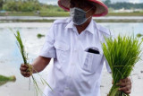 Komoditi Pertanian Sulut 'survive' meski pandemi COVID-19