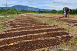 PETANI PANEN TEMBAKAU DI ACEH BESAR. Petani menjemur tembakau saat memasuki musim panen di desa Lambeugak, Kecamatan Kuta Cot Glie, Kabupaten Aceh Besar, Aceh, Minggu (1/8/2021). Kelompok tani di daerah  sentra penghasil tembakau tersebut menyatakan, usaha perkebunan tembakau tetap berjalan normal di tenga pandemi COVID-19, namun harga penjualan tembakau yang menurun hingga 25 persen menjadi  Rp800.000 per karung (20 kilogram) menurut jenis dan kualitasnya akibat lesunya permintaan pasar. ANTARA FOTO/Ampelsa.