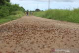Hama belalang kumbara masih serang desa di SBD