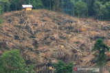 Polres Soppeng tetapkan anggota DPRD sebagai tersangka pembalakan hutan