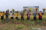 Petani Banyumas tertarik varietas padi Balitbangtan Kementan