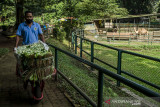 Pawang hewan mengangkut sayuran Sawi untuk makanan satwa di Bandung Zoological Garden, Bandung, Jawa Barat, Kamis (5/8/2021). Sedikitnya tujuh ton sayuran didonasikan oleh Explore Store Project kepada pengelola sebagai bantuan pasokan makanan bagi satwa herbivora yang terdampak akibat masih ditutupnya kebun binatang tersebut selama masa PPKM. ANTARA FOTO/Novrian Arbi/agr