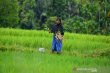 TRADISI KENDURI TURUN SAWAH SAAT PADA DARA. Wanita tani melakukan ritual peusijeuk (tepung tawar) tanaman padi seusai menggelar doa bersama saat berlangsung perayaan tradisi kenduri turun ke sawah di Desa  Lamsie, Kecamatan Cot Glie, Kabupaten Aceh Besar, Aceh, Kamis (5/8/2021). Tradisi kenduri turun ke sawah saat padi tumbuh dara atau padi mulai besar dan berperut itu bertujuan  agar tanaman padi terhindar dari hama dan mendapatkan hasil yang melimpah. ANTARA FOTO/Ampelsa.