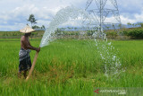 TANAMAN PADI TERANCAM GAGAL PANEN AKIBAT KEMARAU. Petani menggunakan mendistribusikan air dari sungai ke tanaman padi yang mulai berperutdi Desa  Lamsie, Kecamatan Cot Glie, Kabupaten Aceh Besar, Aceh, Kamis (5/8/2021). Petani menyatakan puluhan hektare tanaman padi yang sudah berumur sekitar dua bulan mulai mengalami kekering  akibat kemarau dan untuk menyelamatkan dari ancaman gagal panen mereka terpaksa mendistribusikan air dari sungai menggunakan pom air.ANTARA FOTO/Ampelsa.