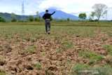 TANAMAN PADI TERANCAM GAGAL PANEN AKIBAT KEMARAU. Petani berjalan di lahan sawah yang mengalami retak gagal ditanami padi akibat kemarau di Desa  Lamsie, Kecamatan Cot Glie, Kabupaten Aceh Besar, Aceh, Kamis (5/8/2021). Petani menyatakan puluhan hektare tanaman padi yang sudah berumur sekitar dua bulan mulai mengalami kekering  akibat kemarau dan untuk menyelamatkan dari ancaman gagal panen mereka terpaksa mendistribusikan air dari sungai menggunakan pom air.ANTARA FOTO/Ampelsa.