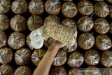 Petani muda menunjukan hasil budi daya jamur tiram siap panen di Kumbung Sasmita, Desa Cintalaksana, Tegalwaru, Karawang, Jawa Barat, Sabtu (7/8/2021). Pembudidayaan jamur tiram tersebut menggunakan media tanam organik dan mampu menghasilkan 15 kilogram per hari dengan harga jual Rp10 ribu per kilogram. ANTARA FOTO/M Ibnu Chazar/agr