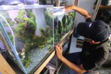 Perajin merangkai tanaman air dan kayu saat pembuatan aquascape di Kelurahan Pesantren, Kota Kediri, Jawa Timur, Sabtu (7/8/2021). Seni mengatur tanaman, air, batu, karang, kayu, pasir pada bejana kaca tersebut saat Pemberlakuan Pembatasan Kegiatan Masyarakat (PPKM) mengandalkan penjualan secara daring dengan harga Rp500 ribu hingga Rp5 juta per set tergantung desain dan ukuran.  Antara Jatim/Prasetia Fauzani/zk