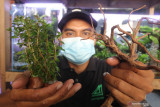 Perajin memperlihatkan tanaman air dan kayu sebagai bahan baku pembuatan aquascape di Kelurahan Pesantren, Kota Kediri, Jawa Timur, Sabtu (7/8/2021). Seni mengatur tanaman, air, batu, karang, kayu, pasir pada bejana kaca tersebut saat Pemberlakuan Pembatasan Kegiatan Masyarakat (PPKM) mengandalkan penjualan secara daring dengan harga Rp500 ribu hingga Rp5 juta per set tergantung desain dan ukuran. Antara Jatim/Prasetia Fauzani/zk