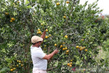 Panen Jeruk di Lahan Gambut. Mantan kombatan Gerakan Aceh Merdeka (GAM) Tgk Abrar Muda memanen Jeruk manis yang dikembangkannya di kawasan lahan gambut, Gampong Cot Bayu, Kecamatan Trumon, Kabupaten Aceh Selatan, Sabtu (7/8/2021). Antara Aceh/Irwansyah Putra
